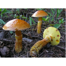 Мицелий Масленка лиственнечного (Suillus grevillei) Мицелий Масленка лиственнечного (Suillus grevillei)